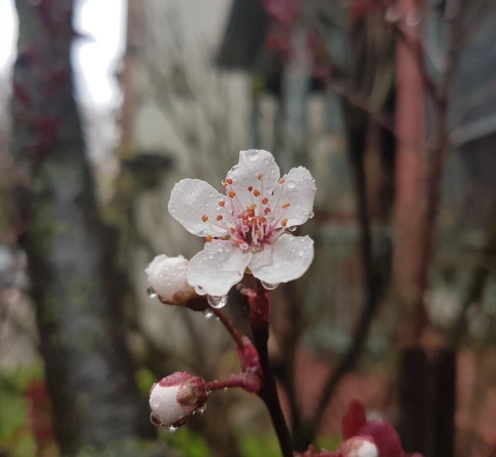 Remembering Black, Indigenous, and Other People of Colour killed by Canadian police